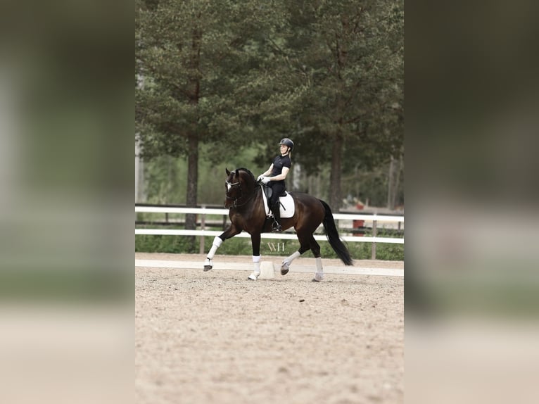 Cavallo finlandese Giumenta 10 Anni 170 cm Baio ciliegia in Ypäjä