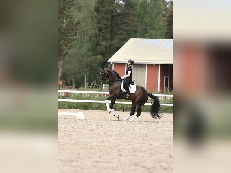 Cavallo finlandese Giumenta 10 Anni 170 cm Baio ciliegia in Ypäjä