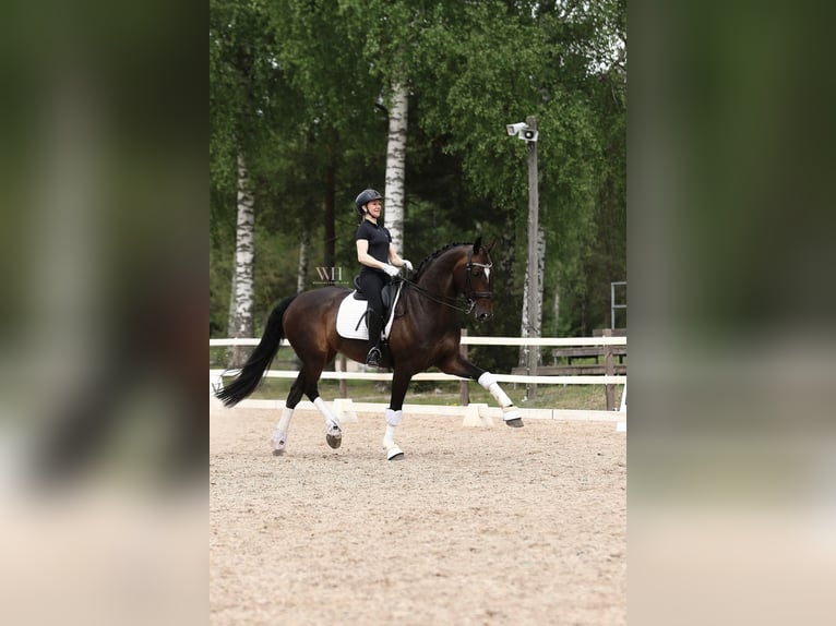 Cavallo finlandese Giumenta 10 Anni 170 cm Baio ciliegia in Ypäjä