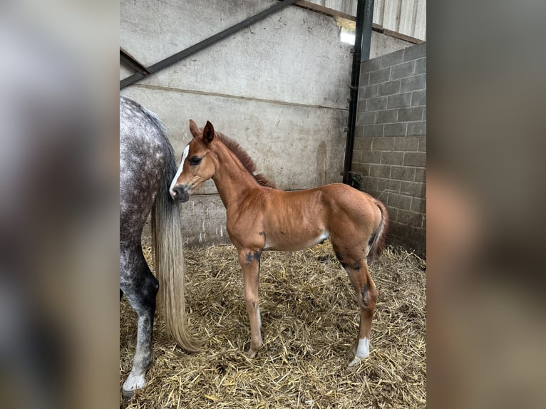 Cavallo finlandese Giumenta 2 Anni Baio in Belsele