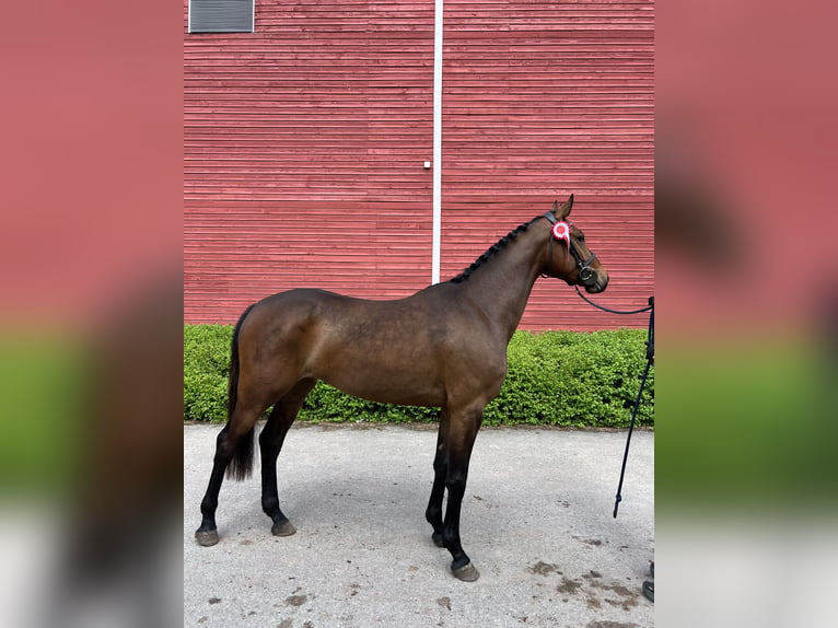Cavallo finlandese Giumenta 3 Anni 162 cm Baio ciliegia in Valkeakoski