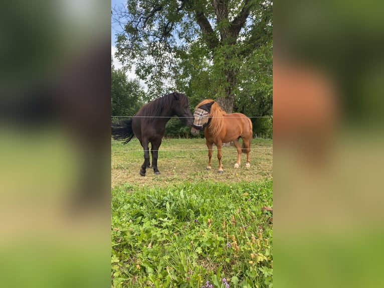 Cavallo in miniatura americano Castrone 11 Anni in Schwörstadt