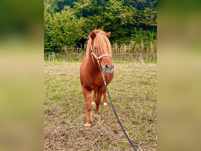 Cavallo in miniatura americano Castrone 11 Anni in Schwörstadt