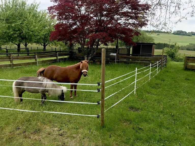 Cavallo in miniatura americano Castrone 11 Anni in Schwörstadt