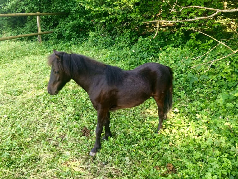 Cavallo in miniatura americano Castrone 11 Anni in Schwörstadt