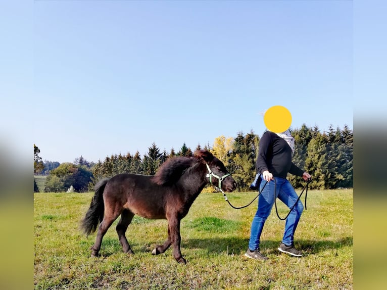 Cavallo in miniatura americano Castrone 11 Anni in Schwörstadt