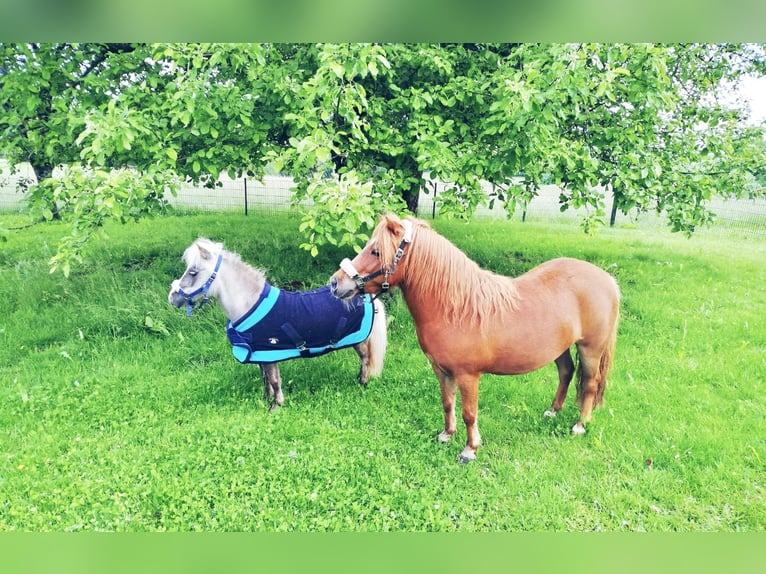 Cavallo in miniatura americano Castrone 11 Anni in Schwörstadt