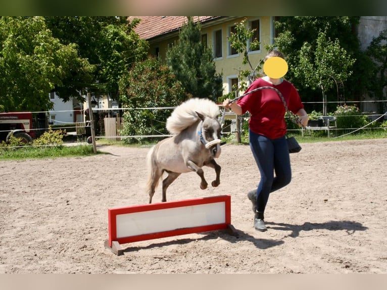 Cavallo in miniatura americano Castrone 11 Anni in Schwörstadt