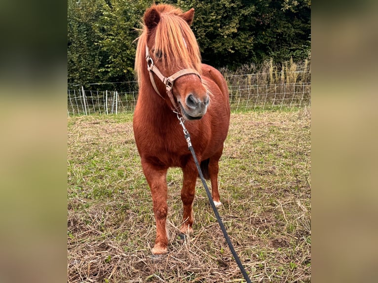 Cavallo in miniatura americano Castrone 11 Anni in Schwörstadt