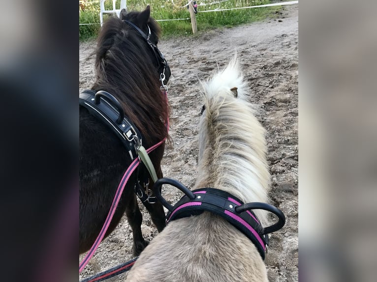 Cavallo in miniatura americano Castrone 11 Anni in Schwörstadt