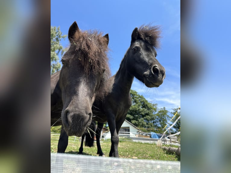 Cavallo in miniatura americano Castrone 13 Anni 83 cm Baio nero in St. Thomas am Blasenstein