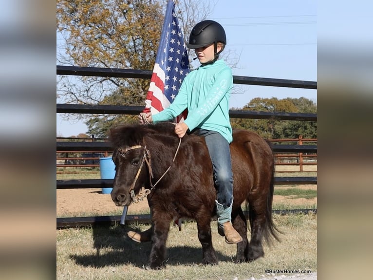 Cavallo in miniatura americano Castrone 13 Anni 86 cm Morello in Weatherford TX