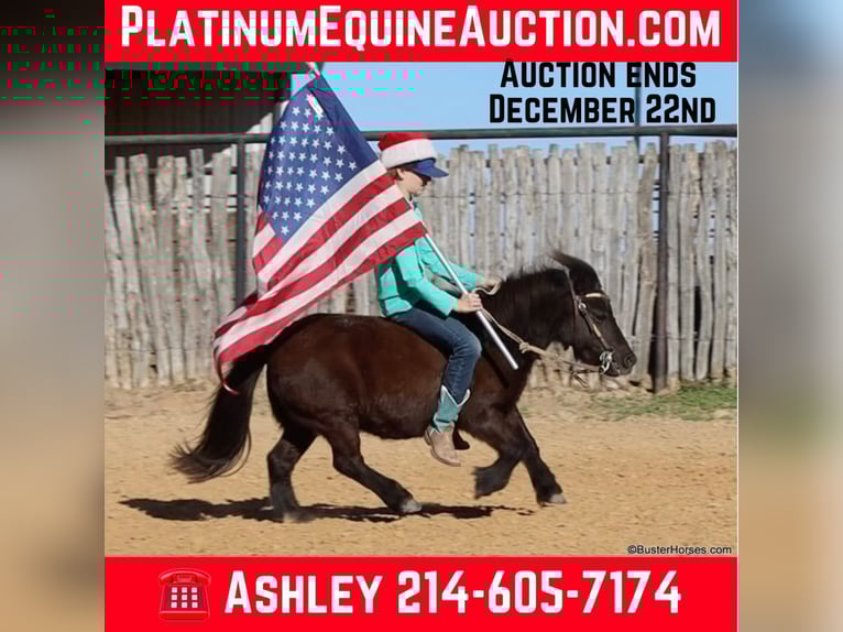 Cavallo in miniatura americano Castrone 13 Anni 86 cm Morello in Weatherford TX