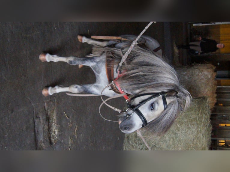 Cavallo in miniatura americano Castrone 13 Anni Grigio in Reichenwalde