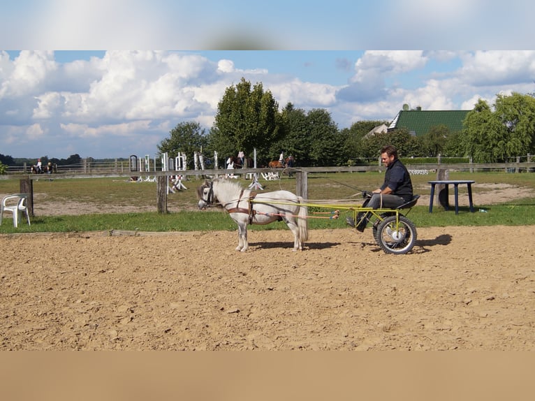 Cavallo in miniatura americano Castrone 15 Anni Grigio in Reichenwalde