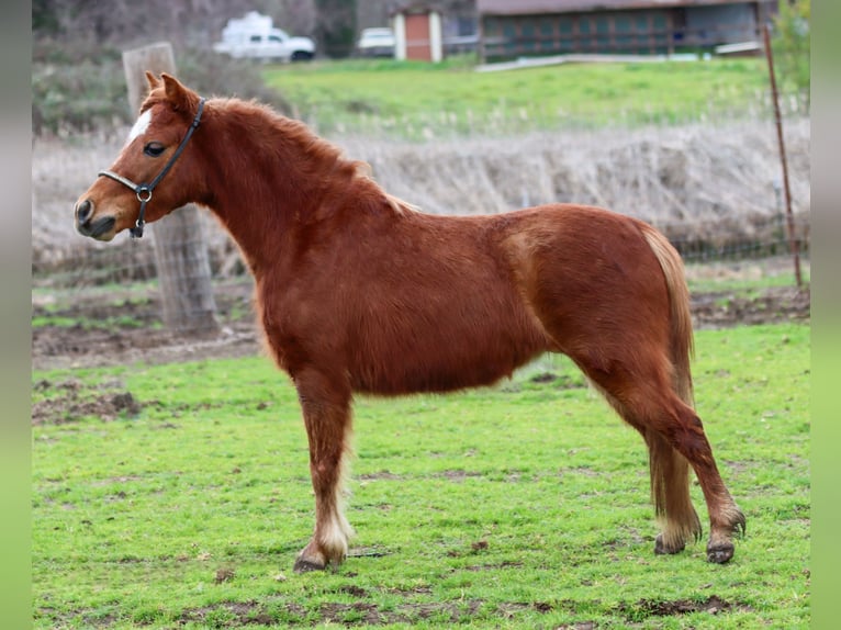 Cavallo in miniatura americano Castrone 4 Anni 60 cm Sauro scuro in Anderson