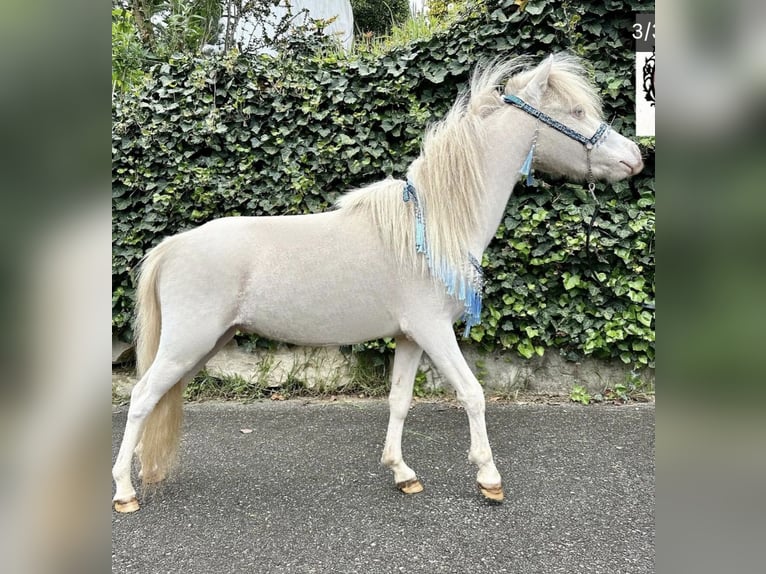 Cavallo in miniatura americano Castrone 4 Anni Perlino in Zürich
