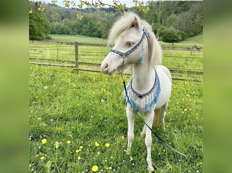 Cavallo in miniatura americano Castrone 4 Anni Perlino in Zürich