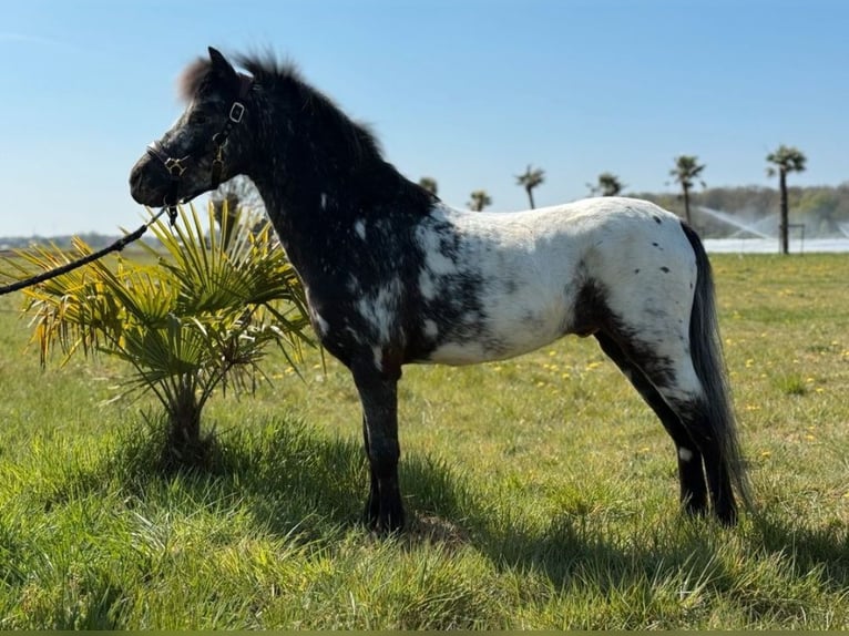 Cavallo in miniatura americano Castrone 6 Anni 107 cm Leopard in Weissach