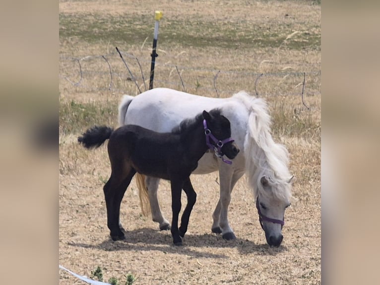 Cavallo in miniatura americano Giumenta 10 Anni 78 cm Grigio trotinato in Markt Erlbach