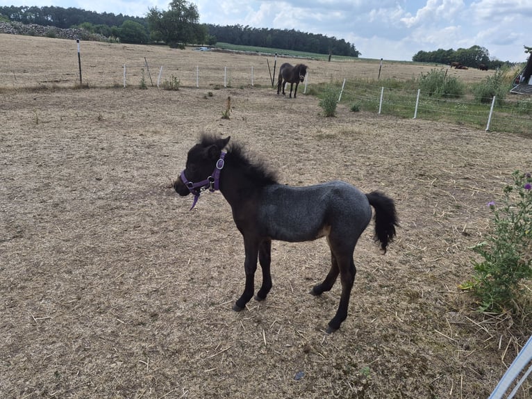 Cavallo in miniatura americano Giumenta 10 Anni 78 cm Grigio trotinato in Markt Erlbach