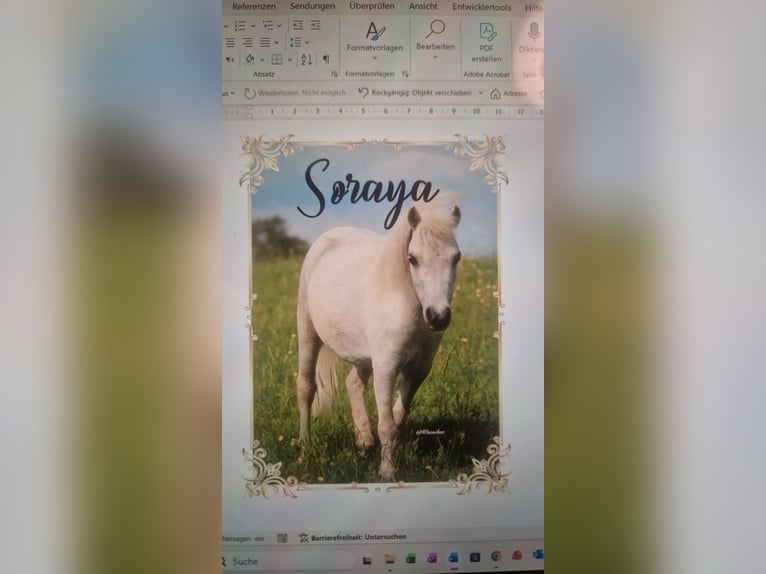 Cavallo in miniatura americano Giumenta 10 Anni 78 cm Grigio trotinato in Markt Erlbach