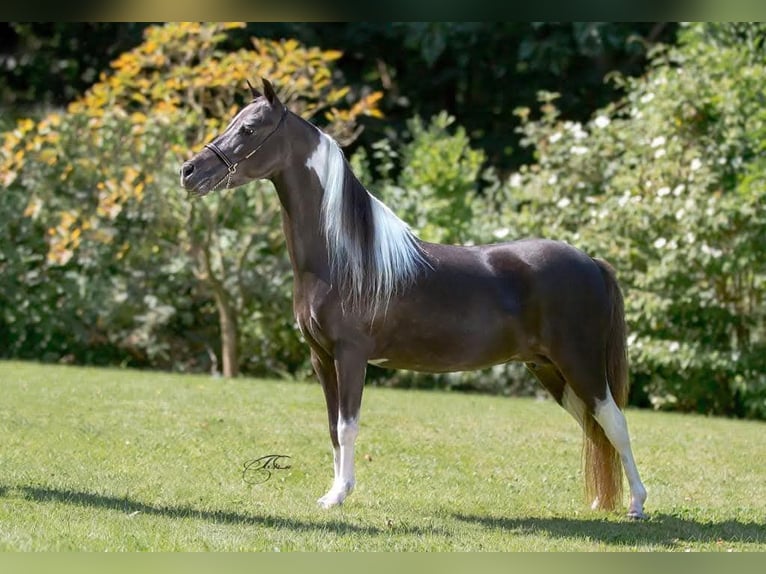 Cavallo in miniatura americano Giumenta 12 Anni 104 cm Baio in Veerle