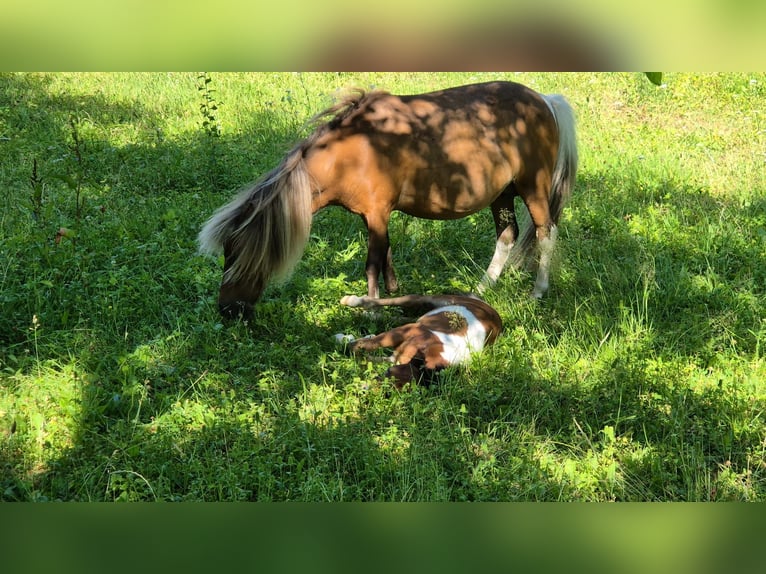 Cavallo in miniatura americano Giumenta 13 Anni 79 cm Pezzato in Büdingen
