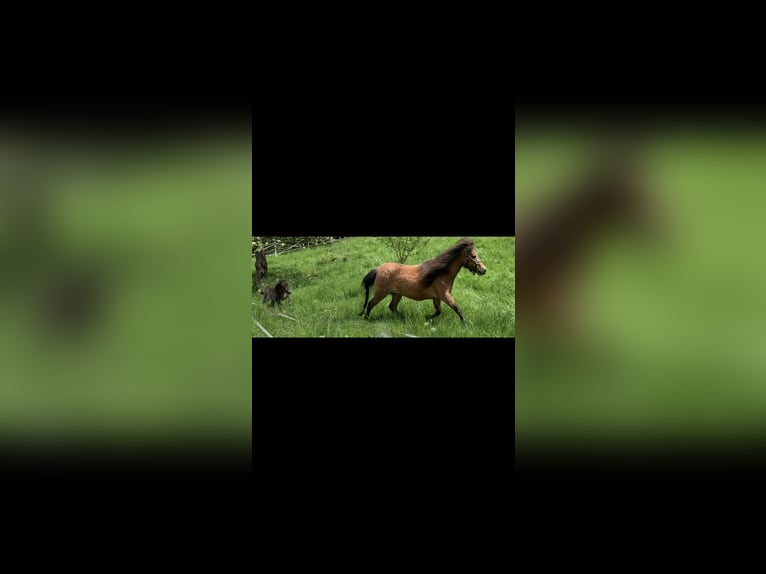 Cavallo in miniatura americano Giumenta 13 Anni 83 cm Baio in Freudenberg