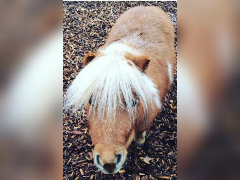 Cavallo in miniatura americano Mix Giumenta 14 Anni 70 cm Sauro in Gossau ZH