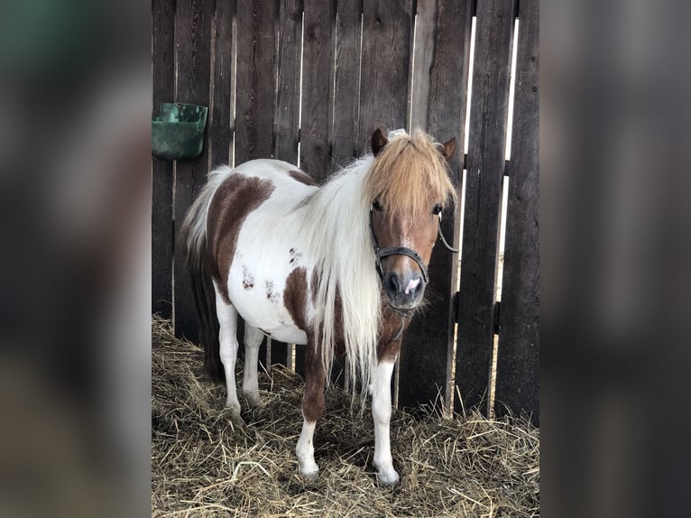 Cavallo in miniatura americano Giumenta 17 Anni 85 cm  in HautzenbichlKobenz