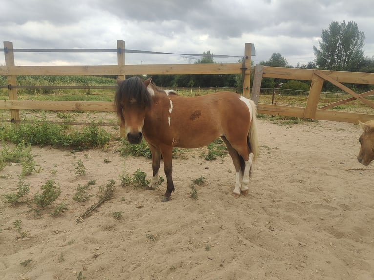 Cavallo in miniatura americano Giumenta 1 Anno 80 cm Tobiano-tutti i colori in Valburg