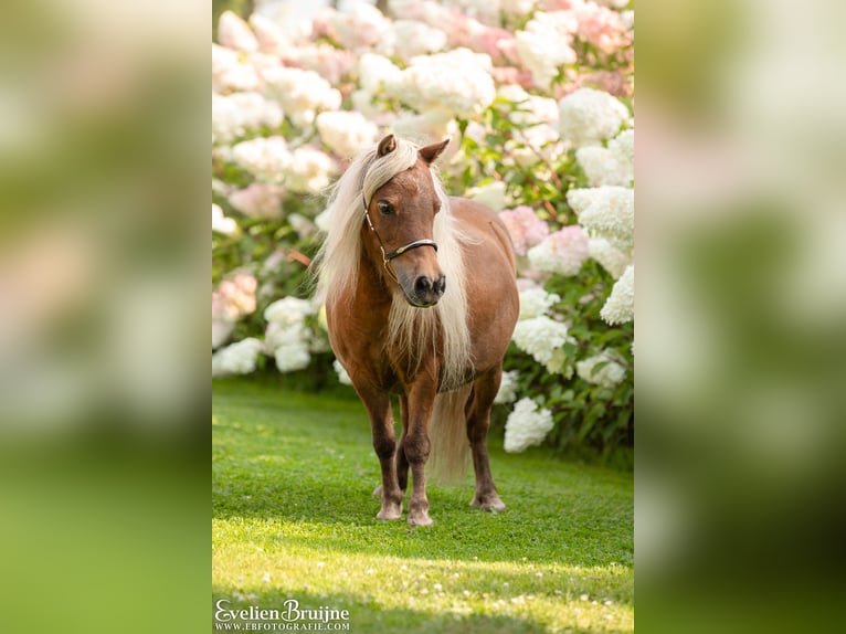 Cavallo in miniatura americano Giumenta 1 Anno 80 cm Tobiano-tutti i colori in Valburg