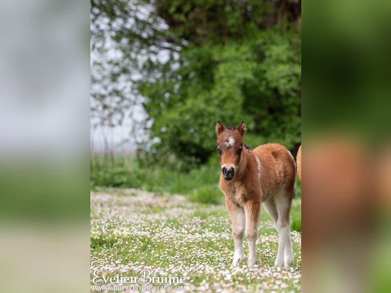 Cavallo in miniatura americano Giumenta 1 Anno 80 cm Tobiano-tutti i colori in Valburg