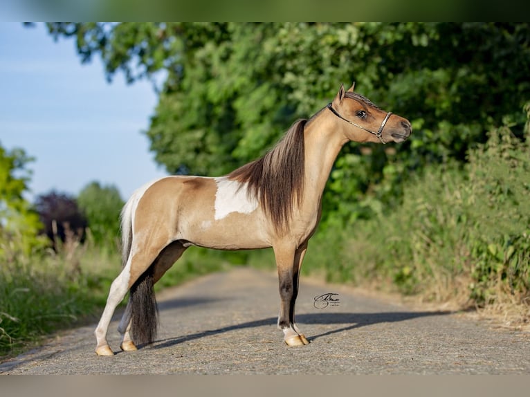 Cavallo in miniatura americano Giumenta 1 Anno 80 cm Tobiano-tutti i colori in Valburg