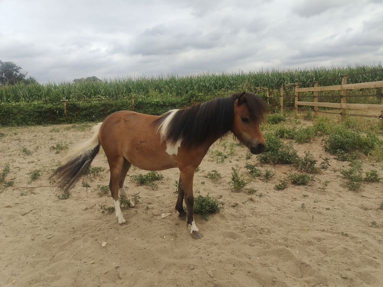 Cavallo in miniatura americano Giumenta 1 Anno 80 cm Tobiano-tutti i colori in Valburg