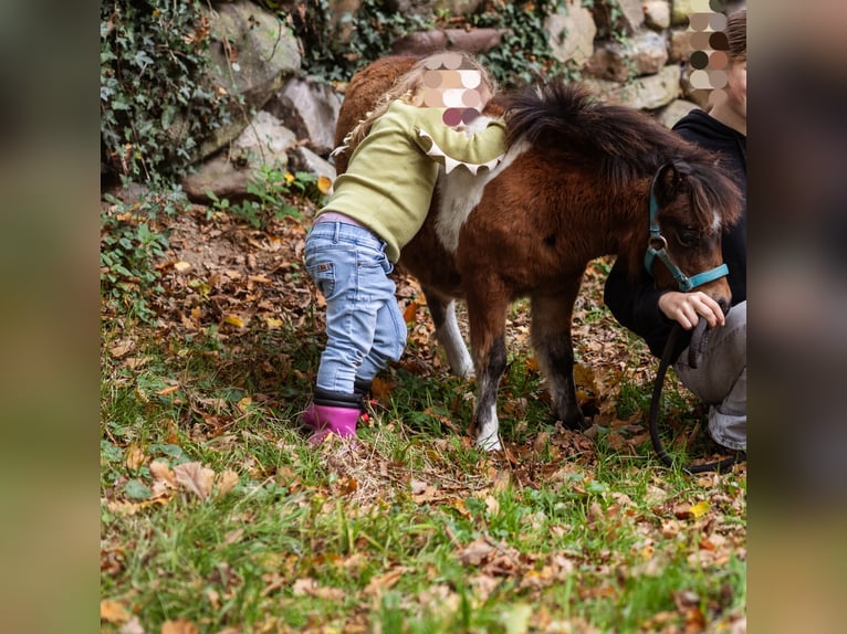 Cavallo in miniatura americano Giumenta 1 Anno 80 cm Tobiano-tutti i colori in Valburg