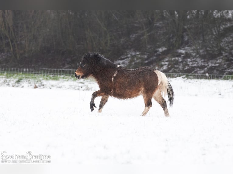 Cavallo in miniatura americano Giumenta 1 Anno 80 cm Tobiano-tutti i colori in Valburg