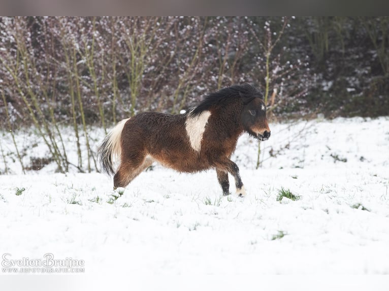 Cavallo in miniatura americano Giumenta 1 Anno 80 cm Tobiano-tutti i colori in Valburg