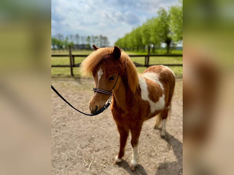 Cavallo in miniatura americano Giumenta 1 Anno 85 cm Tobiano-tutti i colori in Wiekevorst
