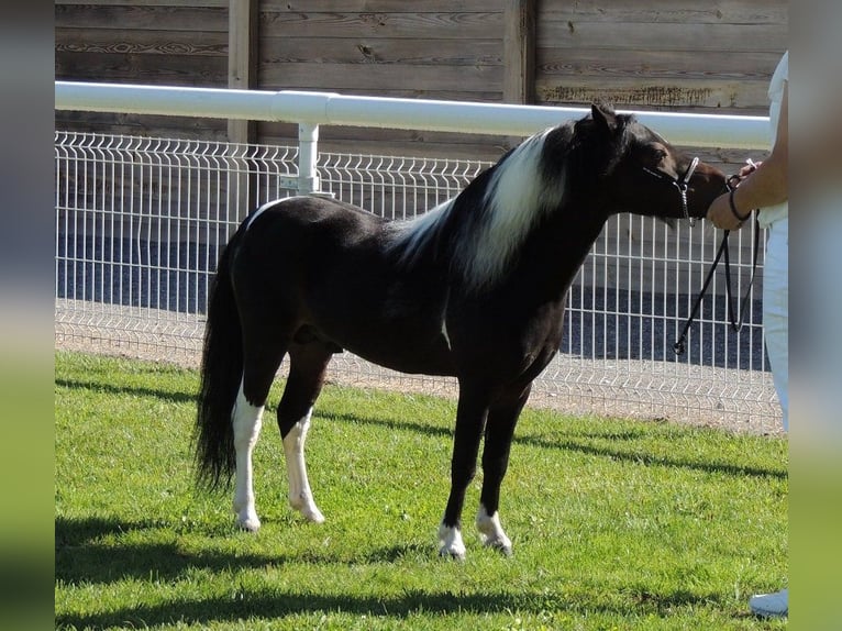 Cavallo in miniatura americano Giumenta 1 Anno Overo-tutti i colori in PONLAT-TAILLEBOURG