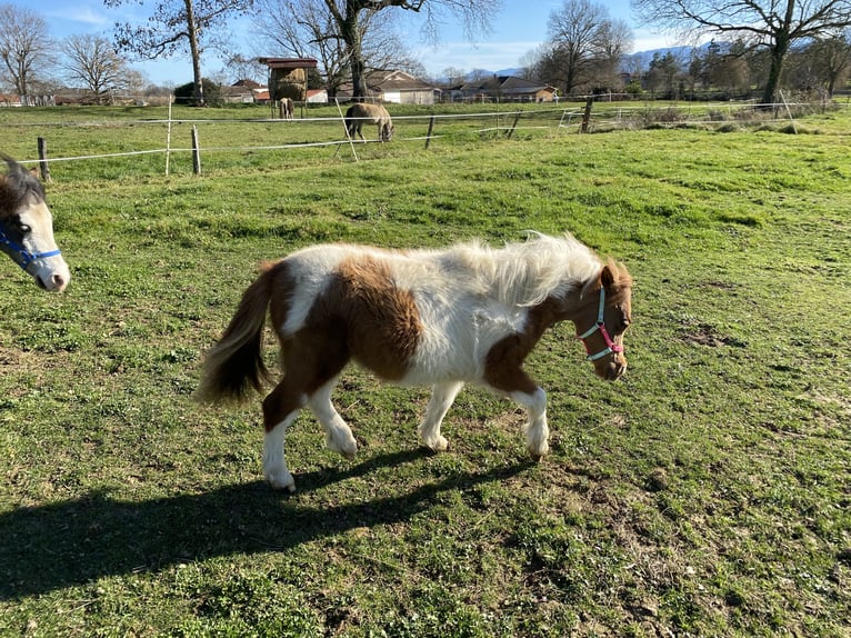 Cavallo in miniatura americano Giumenta 1 Anno Overo-tutti i colori in PONLAT-TAILLEBOURG