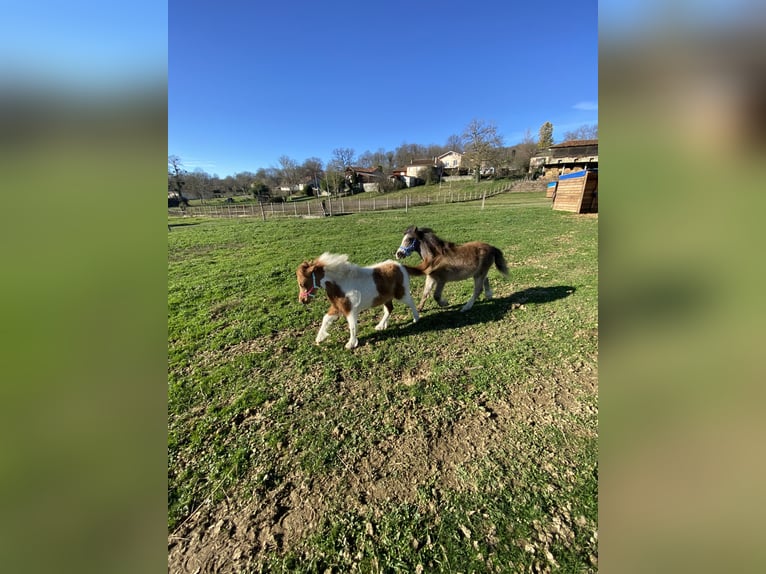 Cavallo in miniatura americano Giumenta 1 Anno Overo-tutti i colori in PONLAT-TAILLEBOURG