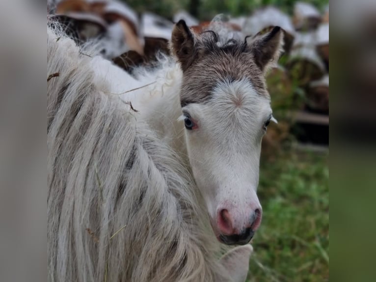 Cavallo in miniatura americano Giumenta 1 Anno Tovero-tutti i colori in Söhlde
