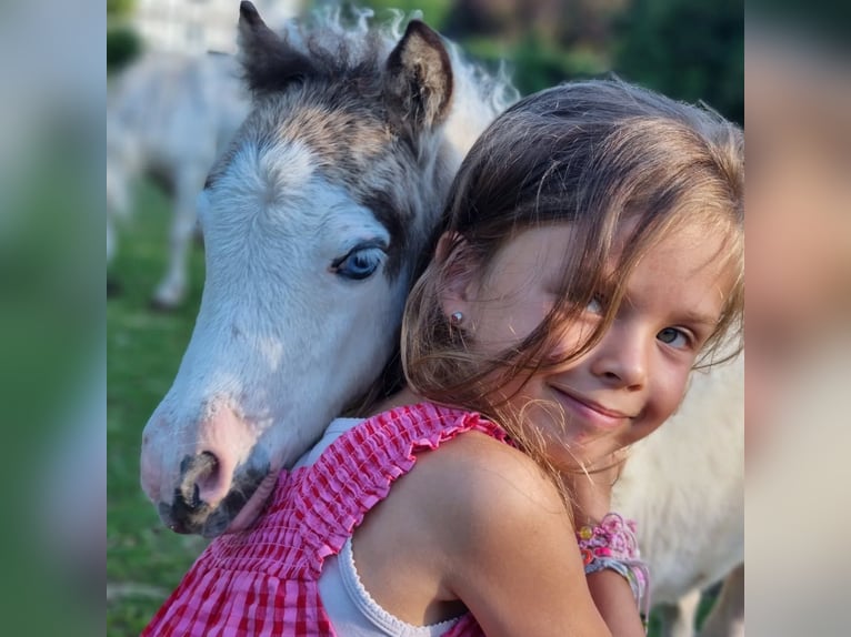 Cavallo in miniatura americano Giumenta 1 Anno Tovero-tutti i colori in Söhlde