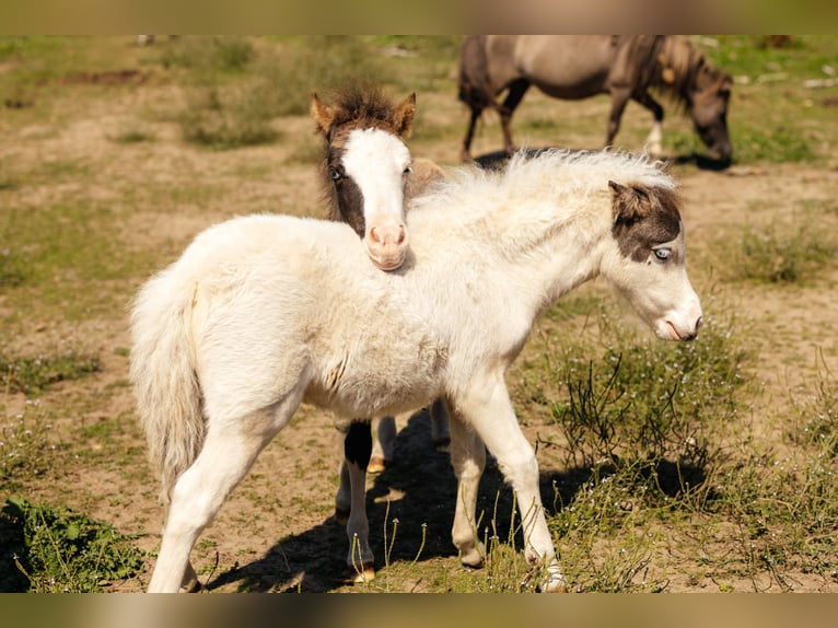 Cavallo in miniatura americano Giumenta 1 Anno Tovero-tutti i colori in Söhlde