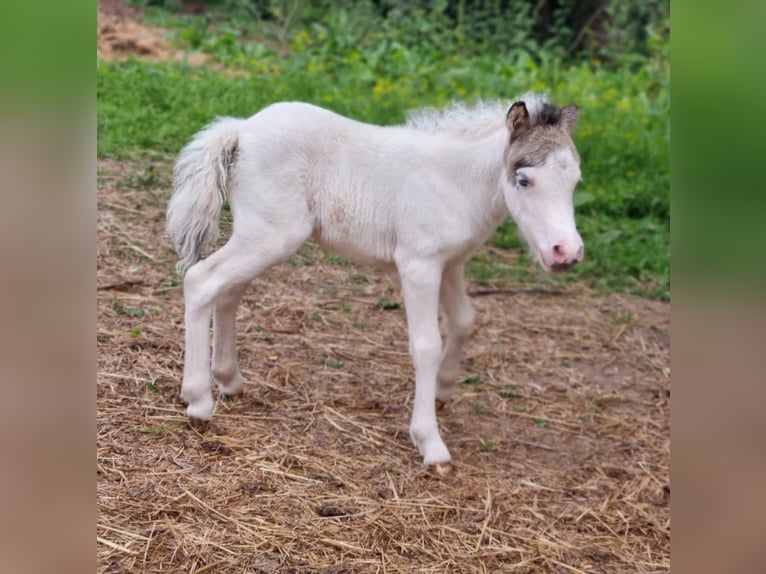 Cavallo in miniatura americano Giumenta 1 Anno Tovero-tutti i colori in Söhlde