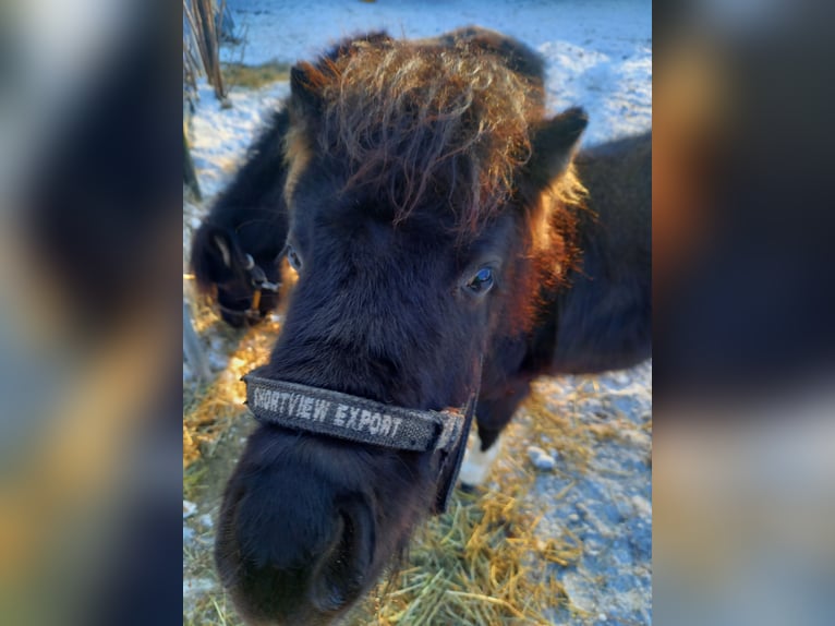 Cavallo in miniatura americano Giumenta 2 Anni 110 cm Pezzato in Gettnau