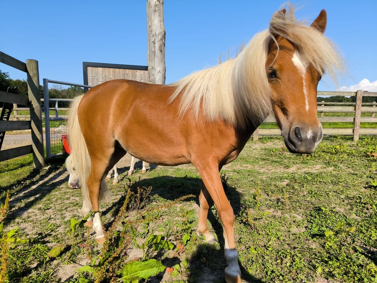 Cavallo in miniatura americano Giumenta 2 Anni 80 cm Sauro scuro in Mézériat