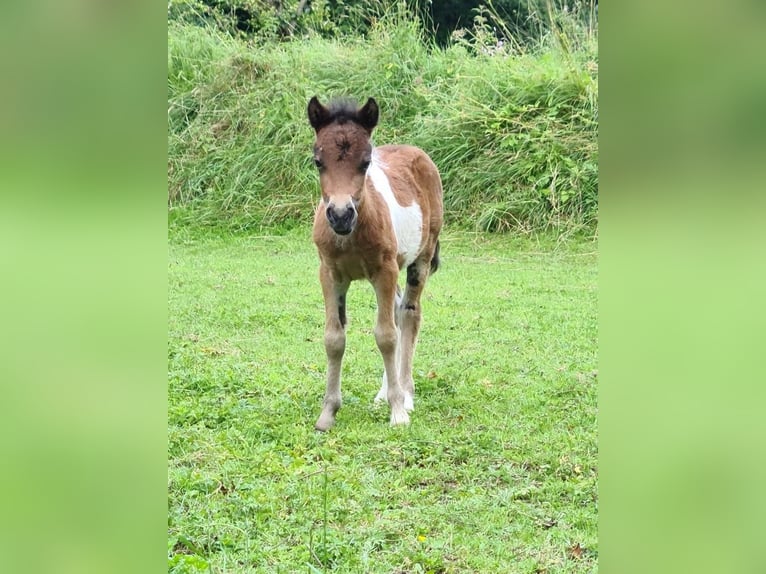 Cavallo in miniatura americano Giumenta 2 Anni 86 cm Pezzato in Gettorf